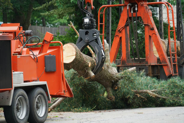 Professional Tree Care Services in Elmwood, LA